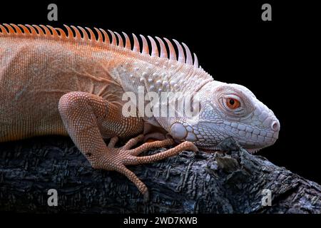 Nahaufnahme eines Albino-Leguans auf schwarzem Hintergrund Stockfoto