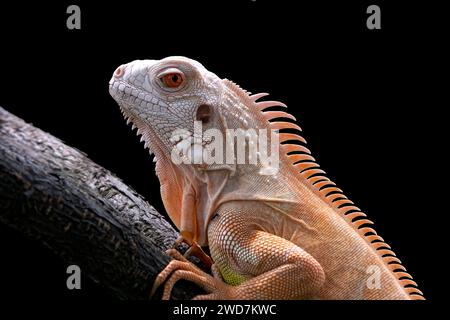 Nahaufnahme eines Albino-Leguans auf schwarzem Hintergrund Stockfoto