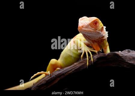 Nahaufnahme eines Albino-Leguans auf schwarzem Hintergrund Stockfoto