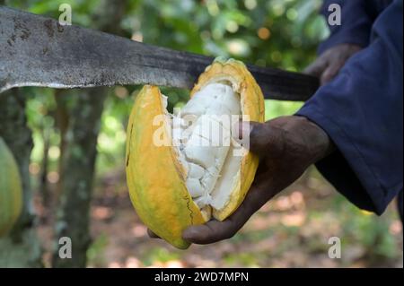 GHANA, Suhum, kleinbäuerliche Bio-Kakaofarm, Kakaoernte, die Kakaoschoten werden mit Machete geöffnet und die Bohnen werden für sieben Tage fermentiert / GHANA, Suhum, Kleinbauern bei Bio Kakao Ernte, die Kakaofrüchte werden geöffnet und die frischen Kakaobohnen werden für sieben Tage fermentiert Stockfoto