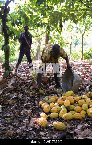 GHANA, Suhum, kleinbäuerliche Bio-Kakaofarm, Kakaoernte, geerntete Kakaoschoten / GHANA, Suhum, Kleinbauern bei Bio Kakao Ernte, geerntete Kakaofrüchte Stockfoto