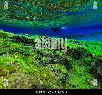 Grüne Algen in klarem Gletscherwasser mit Schnorcheln Stockfoto