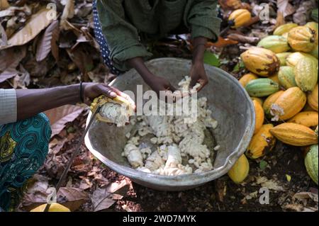 GHANA, Suhum, kleinbäuerliche Bio-Kakaofarm, Kakaoernte, die Kakaoschoten sind geöffnet und die Bohnen werden für sieben Tage fermentiert / GHANA, Suhum, Kleinbauern bei Bio Kakao Ernte, die Kakaofrüchte werden geöffnet und die frischen Kakaobohnen werden für sieben Tage fermentiert Stockfoto