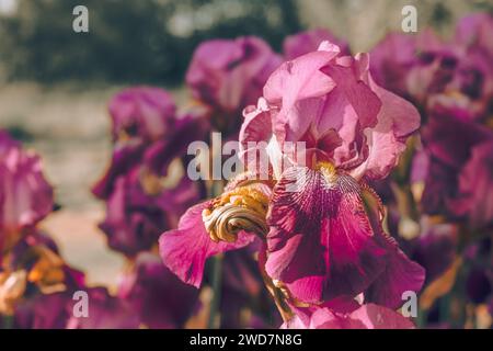 Lila Iris im Garten in Nahaufnahme, sonnig. Stockfoto