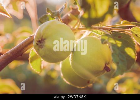 Grüne Äpfel in der Sonne in einem Obstgarten. Stockfoto