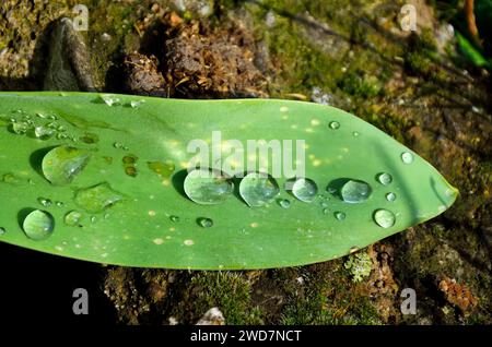 Regentropfen glitzern auf einem üppig grünen Blatt, das auf der Erde ruht Stockfoto