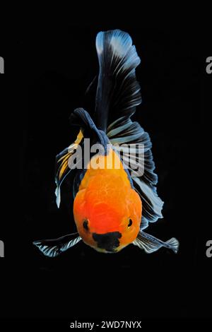 goldene Fische schwimmen im Aquarium Stockfoto