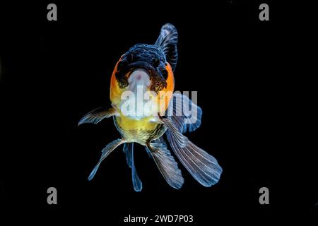 goldene Fische schwimmen im Aquarium Stockfoto