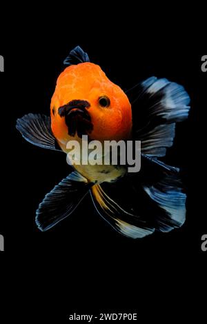 goldene Fische schwimmen im Aquarium Stockfoto