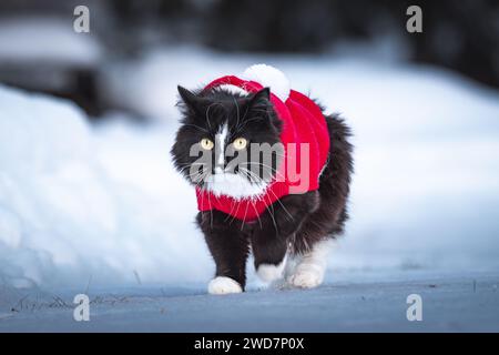 Schwarz-weiße Katze in einem roten Pullover geht durch den Schnee. Stockfoto