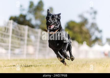 Glücklicher schwarzer Schäferhund, der im Köderkurs-Sport läuft Stockfoto