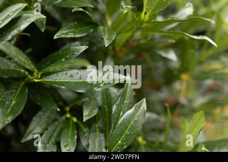 Nahaufnahme von Regentropfen auf grünem wacholderbusch Stockfoto
