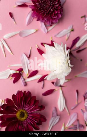 Rote rosa weiße Blumen und Blütenblätter vor rosafarbenem Hintergrund Stockfoto
