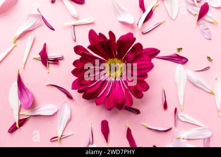 Rosa Chrysantheme und Blütenblätter auf rosa Hintergrund Stockfoto