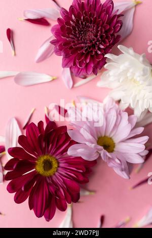 Rote rosa weiße Blumen und Blütenblätter vor rosafarbenem Hintergrund Stockfoto