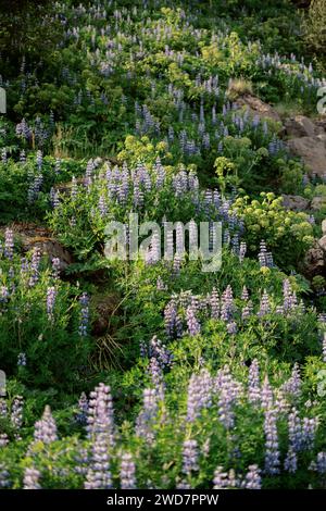 Floraler Hintergrund von violetter nootka Lupine mit grünem Laub Stockfoto