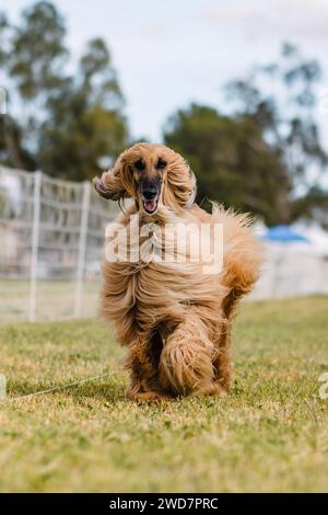 Happy Afghan Hound Running Lure Course Hundesport im Wind Stockfoto