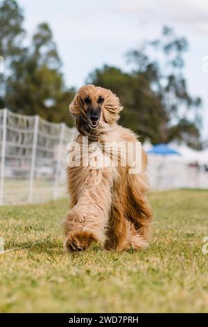 Happy Afghan Hound Running Lure Course Hundesport im Wind Stockfoto