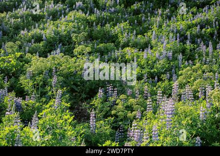 Hügel mit natürlichem Grün und mehrschichtigen nootka-Lupinen Stockfoto