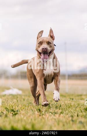 American Pit Bull Terrier Running Lure Course Hundesport Stockfoto