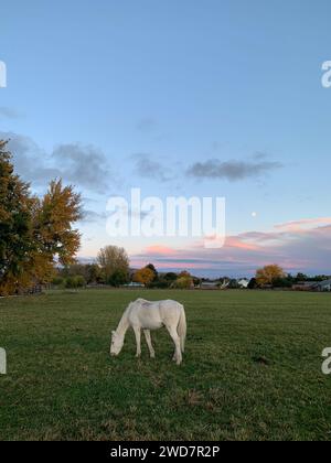 Weißes Pferd auf der Weide bei Sonnenuntergang unter rosa Wolken Stockfoto