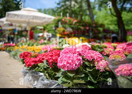 Bunte Sorten von hortensien- oder hortensienblüten, die an einem sonnigen Frühlingstag im Freien auf einem Blumenmarkt verkauft werden Stockfoto