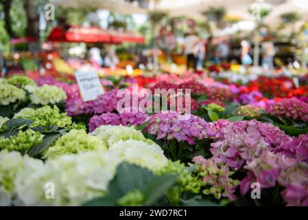 Bunte Sorten von hortensien- oder hortensienblüten, die an einem sonnigen Frühlingstag im Freien auf einem Blumenmarkt verkauft werden Stockfoto