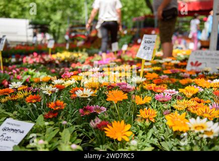 Bunte Sorten von Gazania rigens Blumen zum Verkauf im Freien auf einem Blumenmarkt an einem sonnigen Frühlingstag Stockfoto