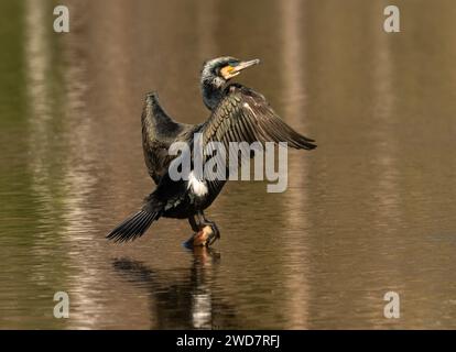 Potsdam, Deutschland. Februar 2023. 28.02.2023, Potsdam. Ein Kormoran (Phalacrocorax carbo) sitzt auf einem Zweig in einem Teich und trocknet seine Flügel. Kredit: Wolfram Steinberg/dpa Kredit: Wolfram Steinberg/dpa/Alamy Live News Stockfoto