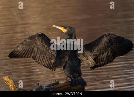 Potsdam, Deutschland. Januar 2023. 19.01.2023, Potsdam. Ein Kormoran (Phalacrocorax carbo) sitzt auf einem Zweig am Teich und trocknet seine Flügel. Kredit: Wolfram Steinberg/dpa Kredit: Wolfram Steinberg/dpa/Alamy Live News Stockfoto