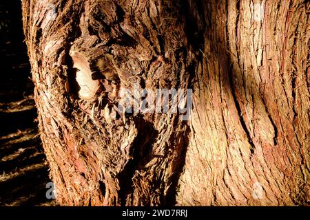 Britisches Waldland im Winter - Dowdeswell Woods, Cheltenham, Gloucestershire Stockfoto