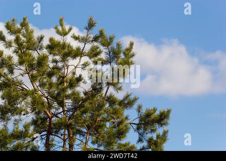 Letztes Jahr braune Zapfen auf einem Pinienzweig vor einem blauen Himmel. Selektiver Fokus. Eine luxuriöse lange Nadel auf einem Pinienzweig. Naturkonzept für Desi Stockfoto