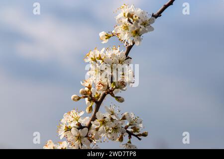 Prunus spinosa, weiße Sloe-Blüten im Frühling. Die Wildpflanze aus der Familie Rosaceae produziert im Spätherbst essbare Beeren. Stockfoto