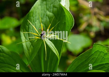 Pariser Quadrifolie. Blume aus der Nähe der giftigen Pflanze, Kräuter-paris oder der Knoten wahrer Liebhaber. Blühendes Gras Paris. Krähenauge oder Rabenauge, poiso Stockfoto