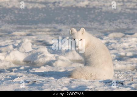 polarfuchs Alopex lagopus im Wintermantel sitzt an der arktischen Küste auf der Suche nach Nahrung 1002 Gebiet der arktischen ANWR Alaska Stockfoto