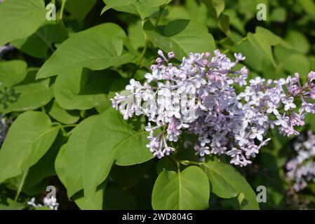 Violette Frühlingsblumen, große, riechende Buschblüten, Flieder wachsen auf dem Straßenhof. Stockfoto