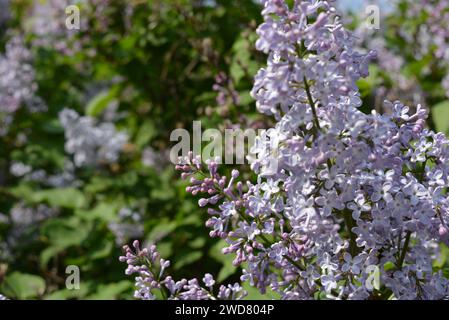 Violette Frühlingsblumen, große, riechende Buschblüten, Flieder wachsen auf dem Straßenhof. Stockfoto