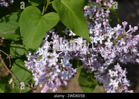 Violette Frühlingsblumen, große, riechende Buschblüten, Flieder wachsen auf dem Straßenhof. Stockfoto