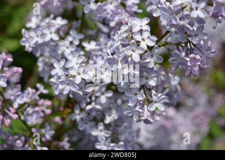 Violette Frühlingsblumen, große, riechende Buschblüten, Flieder wachsen auf dem Straßenhof. Stockfoto
