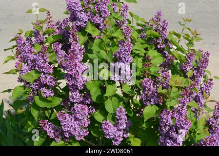 Violette Frühlingsblumen, große, riechende Buschblüten, Flieder wachsen auf dem Straßenhof. Stockfoto