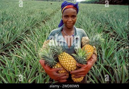 Elfenbeinküste, Dabou Porträt eines Landarbeiters mit geernteten Ananas. Stockfoto