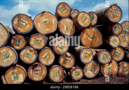Elfenbeinküste, Abidjan; Haufen Hartholzstämme, die auf den Export warten. Stockfoto