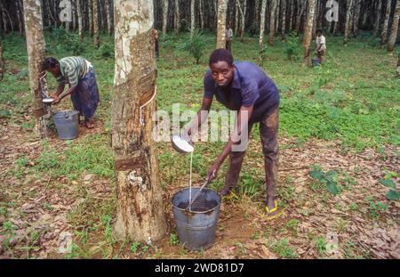 Elfenbeinküste, Bundesstaat Divo; nachdem die Latex-Flüssigkeit aus der Rinde austritt, gießt ein Mann diese in einen Eimer zur weiteren Gummiaufbereitung. Stockfoto