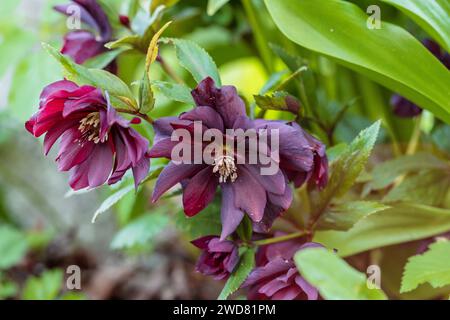 Helleborus orientalis Double Ellen Red Stockfoto