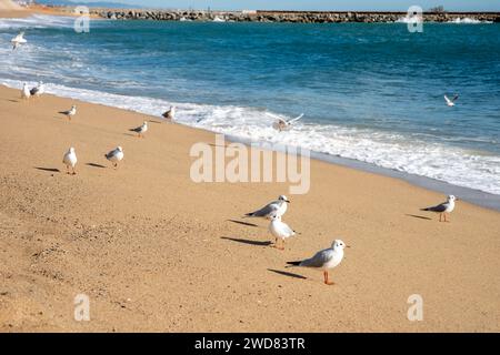 Möwen schmücken den sonnigen Strand Mar Bella in Barcelona, eine ruhige Küstenszene mit azurblauen Wellen und goldenem Sand Stockfoto