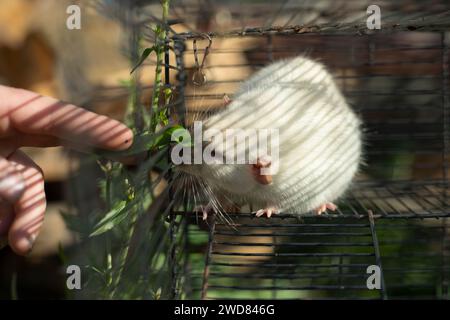 Ratte in einem Käfig. Nagetier hinter Gittern. Weiße Ratte. Kleines Haustier. Stockfoto