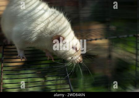 Ratte in einem Käfig. Nagetier hinter Gittern. Weiße Ratte. Kleines Haustier. Stockfoto