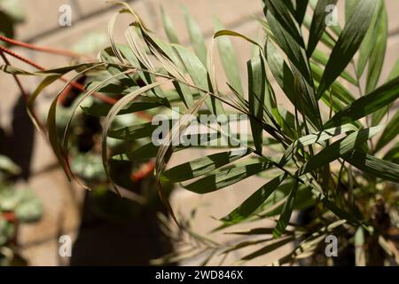 Zimmerpflanzen stehen auf dem Boden. Pflanzen in Töpfen. Bewegen mit Töpfen. Garagenreinigung. Stockfoto