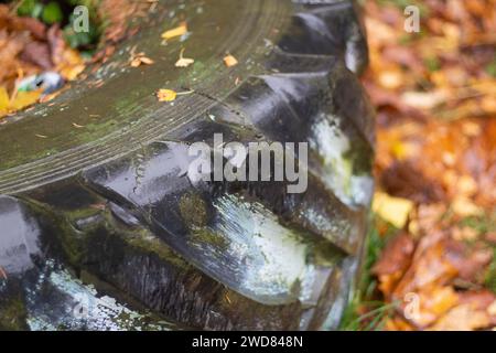 Rad im Wald. Großer Reifen. Alte Reifen aus dem Auto. Tritt aus einem alten Auto. Stockfoto
