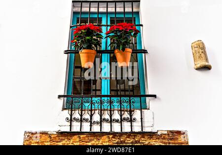 Typische Gitterfenster mit hängenden Töpfen mit Blumen an weißen Fassaden in der Altstadt von Valencia, Valencia, Spanien Stockfoto